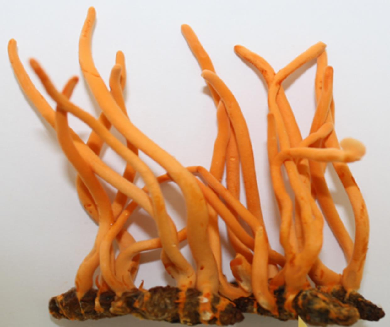 Cần thận trọng khi mua đông trùng hạ thảo 